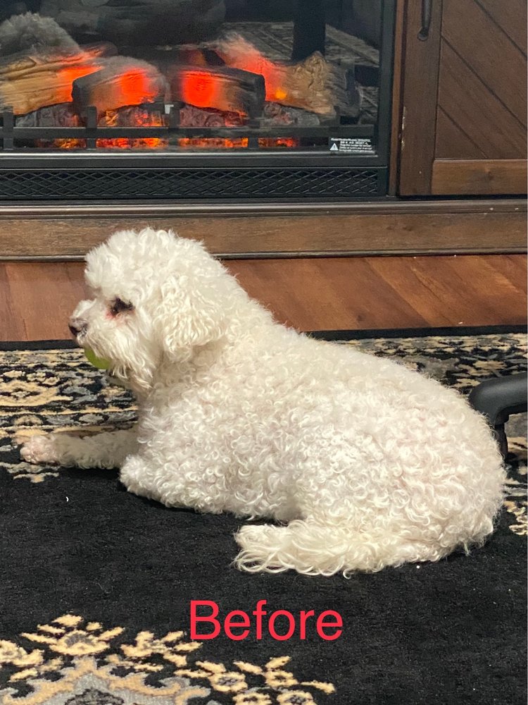 ANITA’S PET GROOMING Updated August 2024 26 Photos & 34 Reviews 14111 Lambert Rd, Whittier