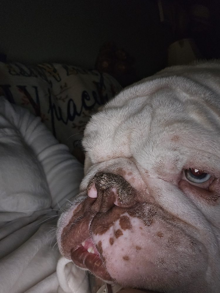 Mommy and Me House and Pet Sitting Service - pet boarding facility in Mesa, AZ