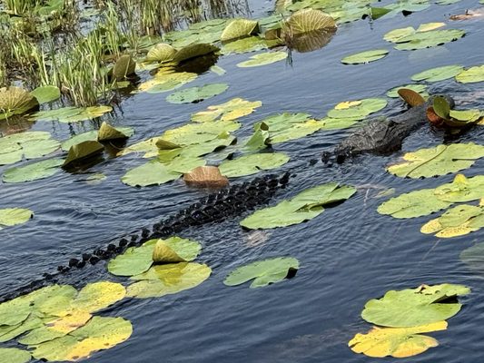 Okefenokee Adventures by null