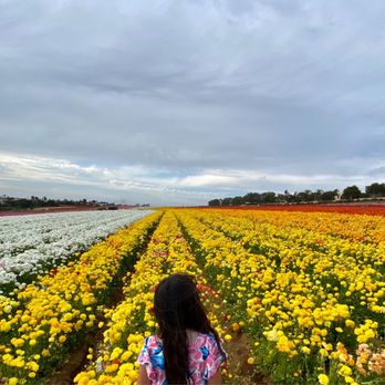 The Flower Fields - Venues & Event Spaces Near Me - Carlsbad, California The Flower Fields - Venues & Event Spaces Near Me - Carlsbad, California