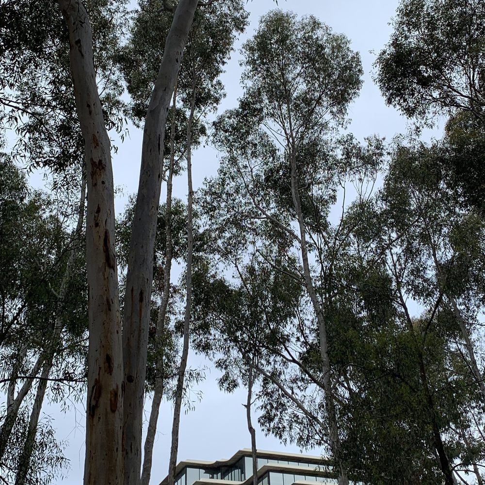 TreeScapes - Tree Services Near Me TreeScapes - Tree Services Near Me