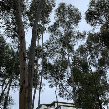 TreeScapes - Tree Services Near Me
