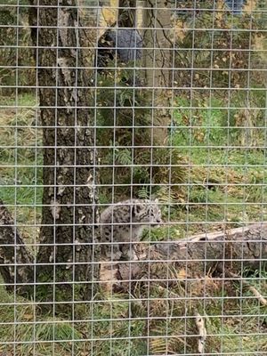 Highland Wildlife Park by null