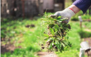 Lawn Care - Provide your lawns with the lavish care it deserves with treatment services including fertilizer application, weed control, and more. Lawn Care - Provide your lawns with the lavish care it deserves with treatment services including fertilizer application, weed control, and more.