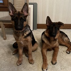 Vestal Veterinary Hospital - Heidi and Hans
