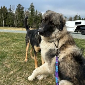 Skagit Canine Club - Obi an his BFF Tillie on walk time - Pet Boarding Near Me - Sedro-Woolley, Washington Skagit Canine Club - Obi an his BFF Tillie on walk time - Pet Boarding Near Me - Sedro-Woolley, Washington