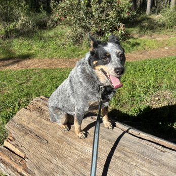 And While You're Away - Pet Sitting Near Me - Grass Valley, California