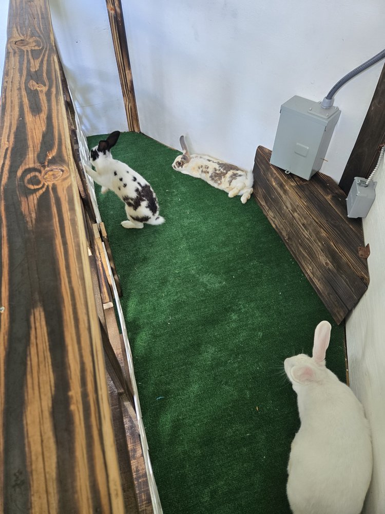 Tiny Tails Mobile Petting Zoo Logo