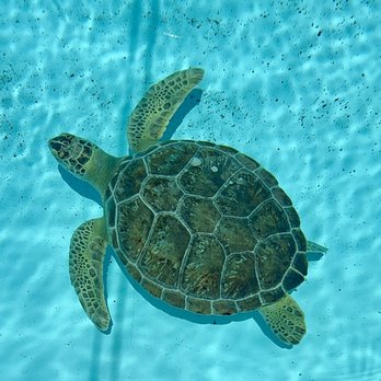 The Turtle Hospital - Veterinarians Near Me - Marathon, Florida