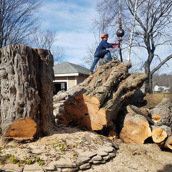 Northshore Tree Services - Tree Services Near Me Northshore Tree Services - Tree Services Near Me