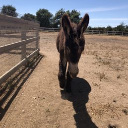 Sweetest donkey! Sweetest donkey!