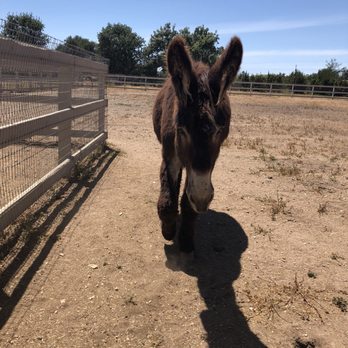 Seein' Spots Farm - Sweetest donkey! - Animal Shelters Near Me - Solvang, California Seein' Spots Farm - Sweetest donkey! - Animal Shelters Near Me - Solvang, California
