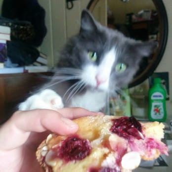 Crust & Co. Artisan Baking - So good, even Miles the cat wanted a bite! - Bakeries Near Me - Newmarket, QLD