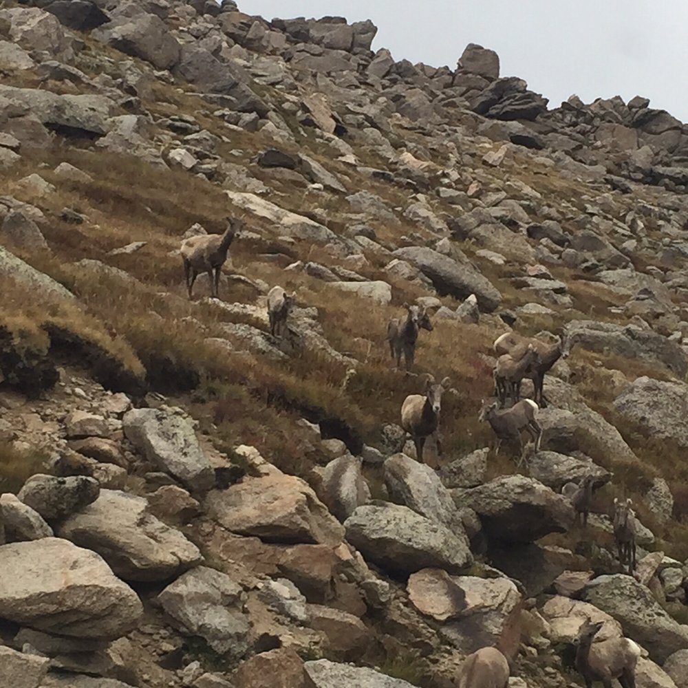 Mt. Evans Wilderness - Goats scaling the mountainside. - Hiking Near Me Mt. Evans Wilderness - Goats scaling the mountainside. - Hiking Near Me