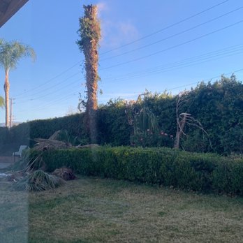 HLI Tree Experts - 40' palm during removals. Only took 45 mins to cut this down plus another 30 mins for stump grinding.  Amazing! - Tree Services Near Me