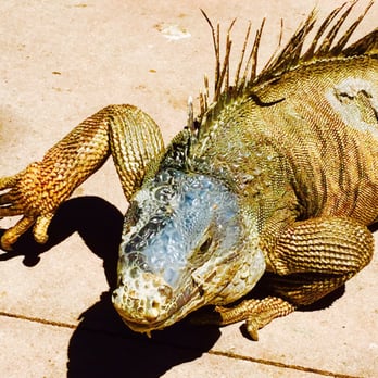 Jungle Island - You'll love the walking dinosaurs!! They will not harm you!! - Amusement Parks Near Me - Miami, Florida