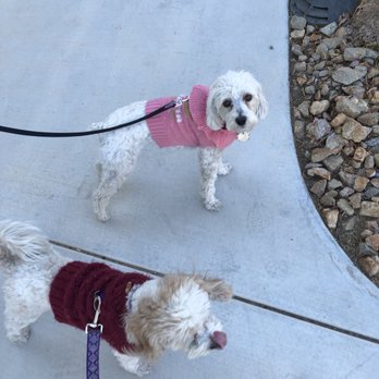 Tia Walks Dogs - Tia bought them sweaters because it was cold out. - Dog Walkers Near Me Tia Walks Dogs - Tia bought them sweaters because it was cold out. - Dog Walkers Near Me