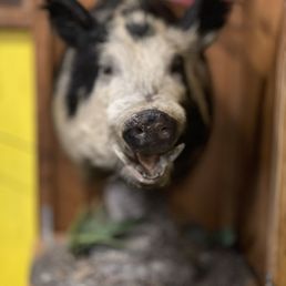 a fake pig head a fake pig head