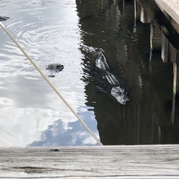 Gatorland - Zoos Near Me - Orlando, Florida Gatorland - Zoos Near Me - Orlando, Florida