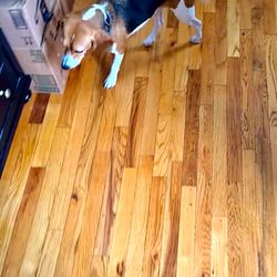 NYC Bed Bug Inspections - The k9 did an amazing job inspecting all of my boxes for bed bugs. He sniffed everything in the entire room very thoroughly.