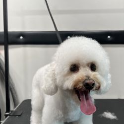 The Groomer
