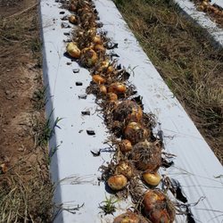 Merck Farms - Bjggest onions ever taste like Vidalia