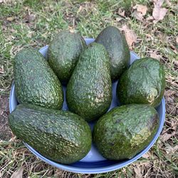 ALDI - Avocados were $0.49 each!!!