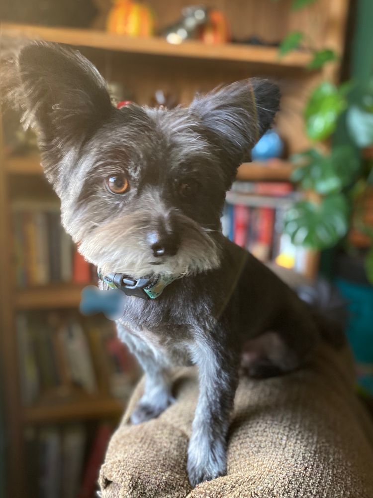 GOING MUTTS PET GROOMING 126 Photos & 95 Reviews 6401 White Ln