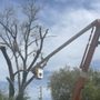 Photo of Bros Tree Service