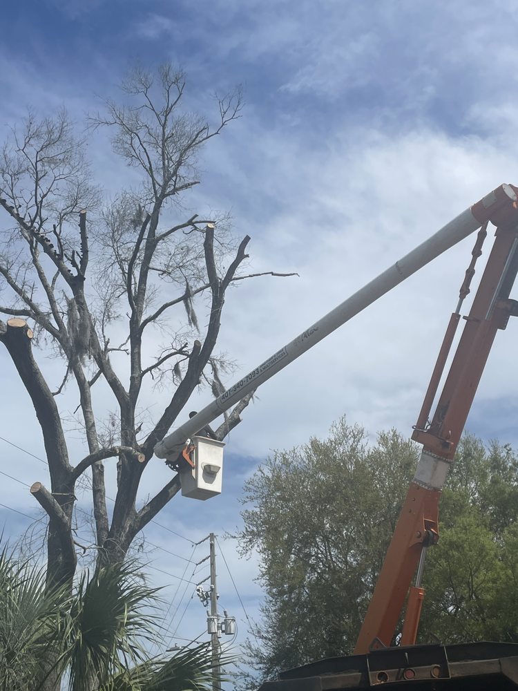 Bros Tree Service - tree service in Orlando, FL