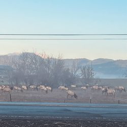 Triple Tree Restaurant & Lounge - Sams Valley Elk Heard