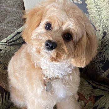 Le Pawsh - Thank you Sam for doing such a beautiful groom on our Gnocchi. - Pet Groomers Near Me - Fremont, California