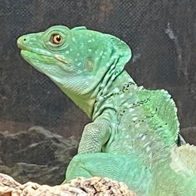 Santa Fe Reptile and Bug Museum by null