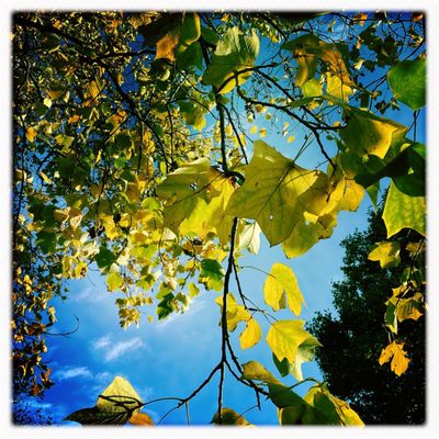 Beacon Hill Park by null
