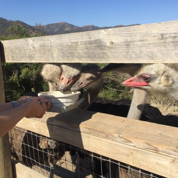 Ostrichland USA - Attraction Farms Near Me - Solvang, California
