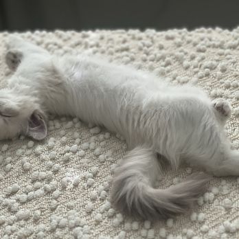 VegasRagdolls - Pet Breeders Near Me VegasRagdolls - Pet Breeders Near Me