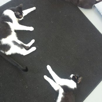 PHX Cat Cafe - Call me ZzzQuil because I put a lot of cats to sleep. - Pet Adoption Near Me - Phoenix, Arizona PHX Cat Cafe - Call me ZzzQuil because I put a lot of cats to sleep. - Pet Adoption Near Me - Phoenix, Arizona