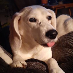 The Farm Store - Pppbbllee!! Happy Birthday Noah. 14 yrs old and looking for a little brother or sister.