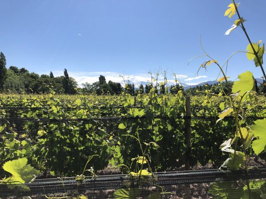 Casarena Bodega y Viñedos by null