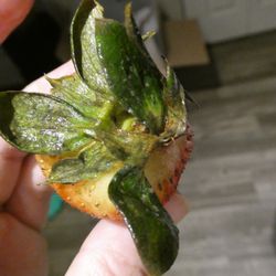 Boxed Greens - Smelled extremely sour and looked rotten