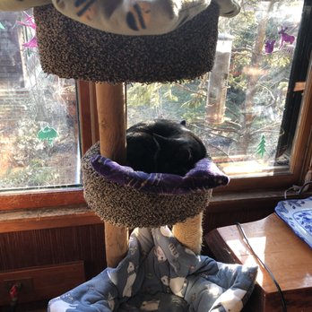 St Sophia's Forgotten Felines - Animal Shelters Near Me - Wheaton, Illinois