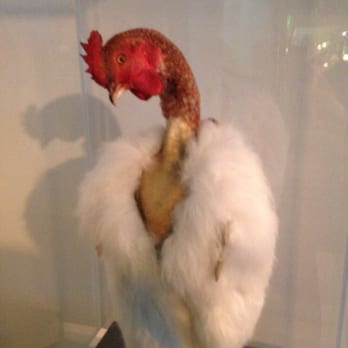 21c Museum Hotel Cincinnati - Another stuffed bird dubbed as art - Hotels Near Me - Cincinnati, Ohio 21c Museum Hotel Cincinnati - Another stuffed bird dubbed as art - Hotels Near Me - Cincinnati, Ohio