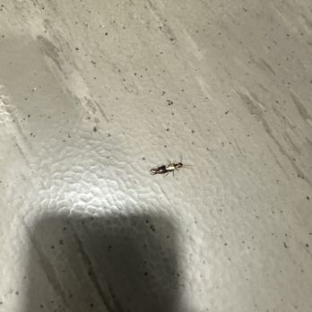 In-Shape Fitness - Bugs crawling around throughput the gym. - Gyms Near Me - Bakersfield, California In-Shape Fitness - Bugs crawling around throughput the gym. - Gyms Near Me - Bakersfield, California