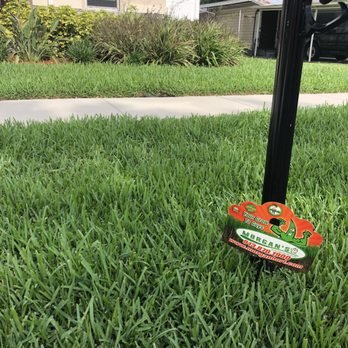 Morgan's Horticultural Services - Pest Control Near Me - Tampa, Florida Morgan's Horticultural Services - Pest Control Near Me - Tampa, Florida