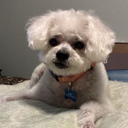 Coastal Canine Spa and Retreat - Kenny after his Spa Day!