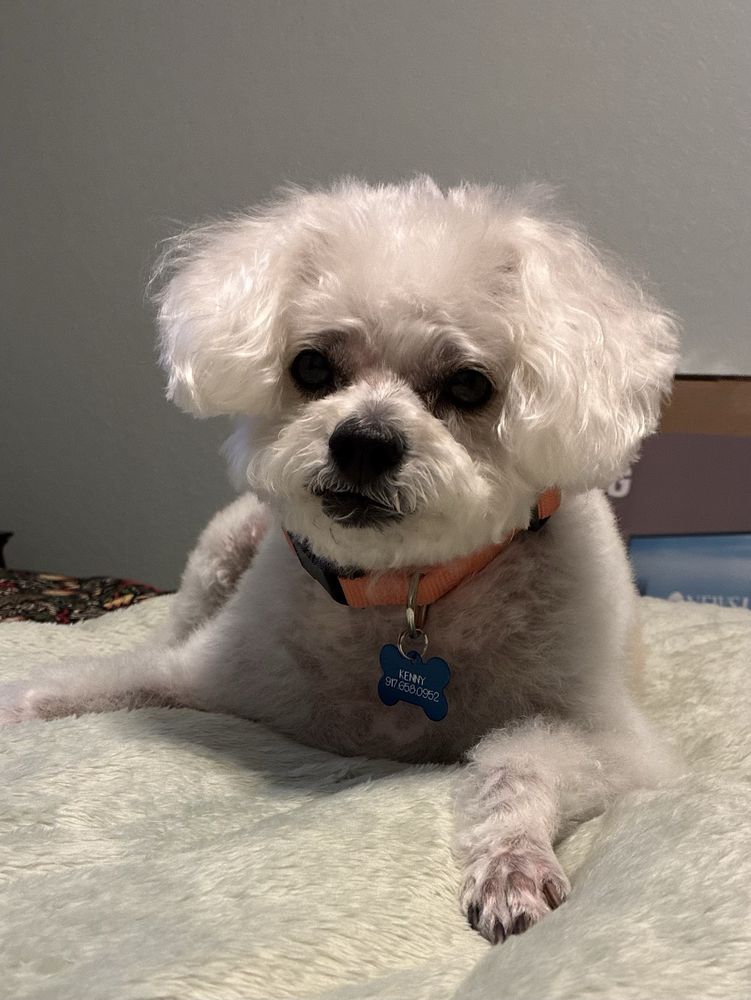 Coastal Canine Spa and Retreat Image