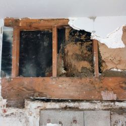 The Green Bee Restoration - Even more mold!