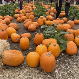 Pumpkins