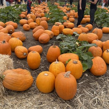 Lane Farms - Pumpkins - Fruits & Veggies Near Me - Santa Barbara, California