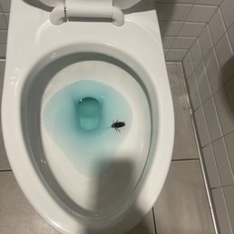 huge cockroach in their toilet.